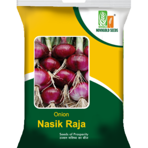 Onion - Nasik Raja